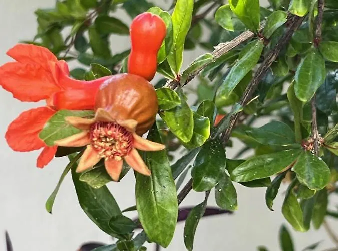 ματογιάννη